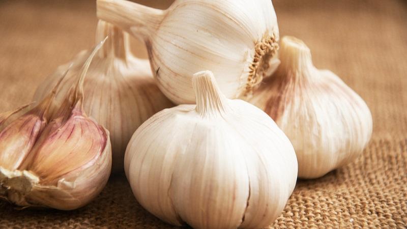 Nous adoptons la sagesse de jardiniers expérimentés - puis plantons de l'ail avant l'hiver et ce que les prédécesseurs peuvent nuire