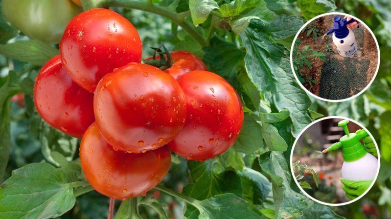 Description détaillée des tomates Linda F1 - caractéristiques des fruits et des graines