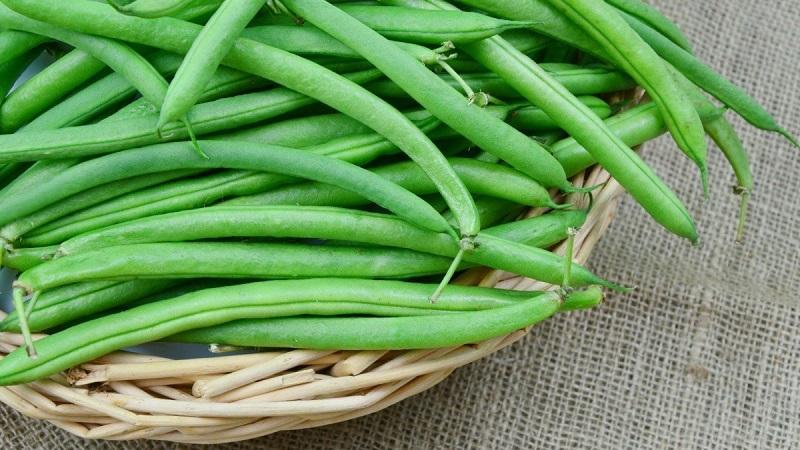 Les bienfaits des gousses de haricots: comment bien collecter, préparer et préparer une boisson curative