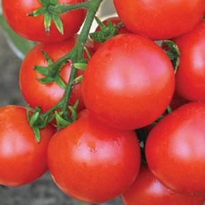 Avantages et inconvénients de la tomate Tsunami, caractéristiques des fruits et subtilités de la culture