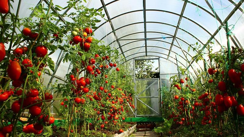 Avantages et inconvénients de la tomate Tsunami, caractéristiques des fruits et subtilités de la culture