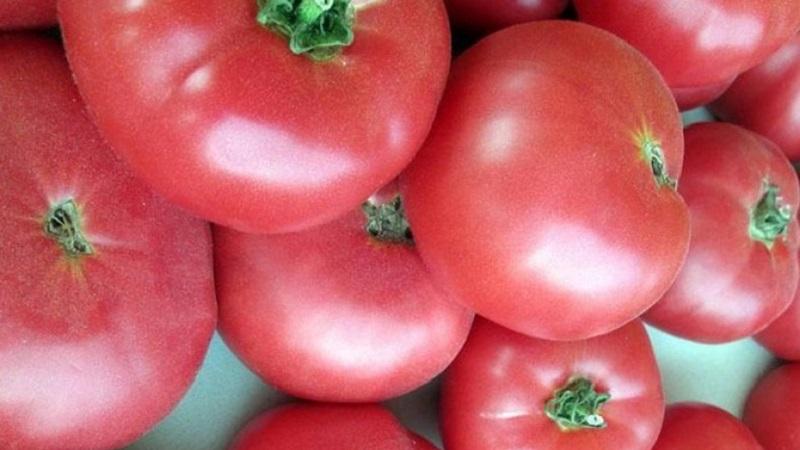 Les avantages et les secrets de la culture d'une tomate de mi-saison, résistante aux maladies et aux ravageurs Korneevsky