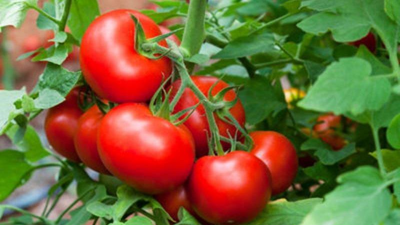 La tomate Dubrava, éprouvée par le temps et appréciée par de nombreux résidents d'été: ce qui est bon et pourquoi cela vaut-il la peine d'être cultivé
