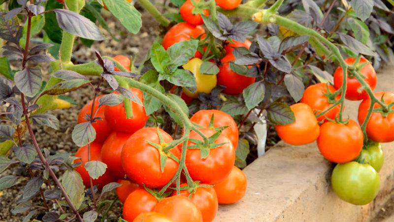 Variétés précoces de tomates pour serres: classement des meilleures et recommandations pour le choix