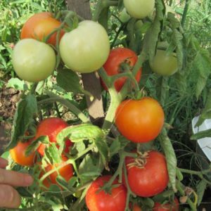 Variétés précoces de tomates pour serres: classement des meilleures et recommandations pour le choix