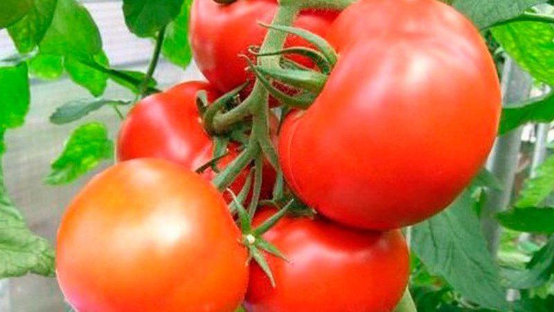 Variétés précoces de tomates pour serres: classement des meilleures et recommandations pour le choix