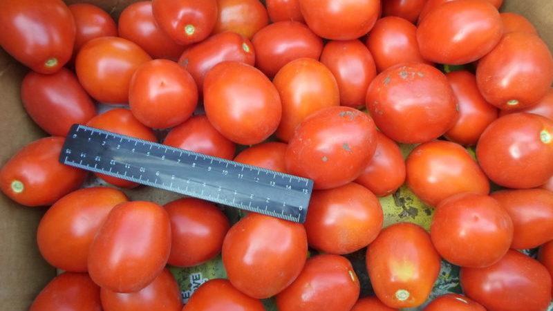Variétés précoces de tomates pour serres: classement des meilleures et recommandations pour le choix