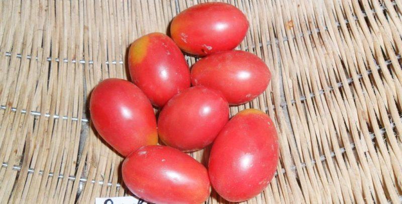 Variétés précoces de tomates pour serres: classement des meilleures et recommandations pour le choix