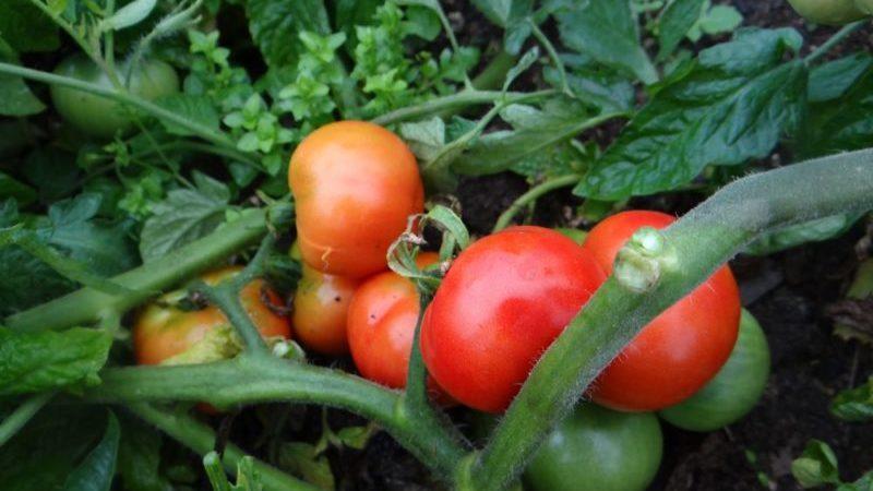 Variétés précoces de tomates pour serres: classement des meilleures et recommandations pour le choix