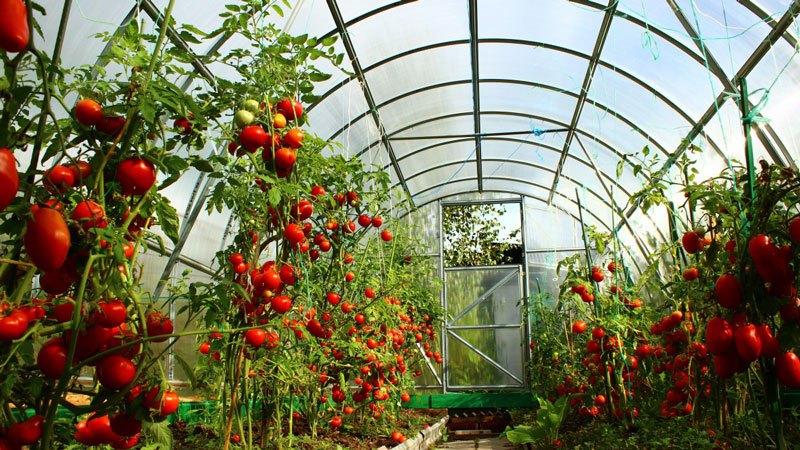 Variétés précoces de tomates pour serres: classement des meilleures et recommandations pour le choix