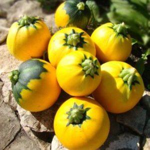 Variété de courgettes orange au goût exotique et à l'aspect original: nous cultivons et surprenons nos voisins