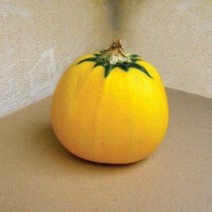 Variété de courgettes orange au goût exotique et à l'aspect original: nous cultivons et surprenons nos voisins