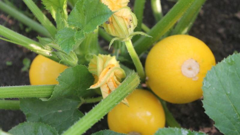 Variété de courgettes orange au goût exotique et à l'aspect original: nous cultivons et surprenons nos voisins
