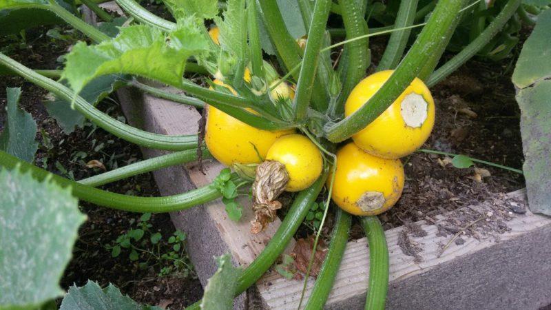 Variété de courgettes orange au goût exotique et à l'aspect original: nous cultivons et surprenons nos voisins
