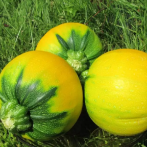 Une variété de courge Orange au goût exotique et à l'aspect original: nous cultivons et surprenons nos voisins