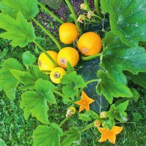 Une variété de courge Orange au goût exotique et à l'aspect original: nous cultivons et surprenons nos voisins