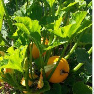 Une variété de courge Orange au goût exotique et à l'aspect original: nous cultivons et surprenons nos voisins