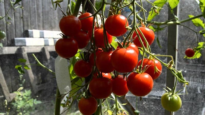 Arbustes miniatures avec des miettes de tomates - décoration de jardin: tomate caramel et conseils pour le cultiver