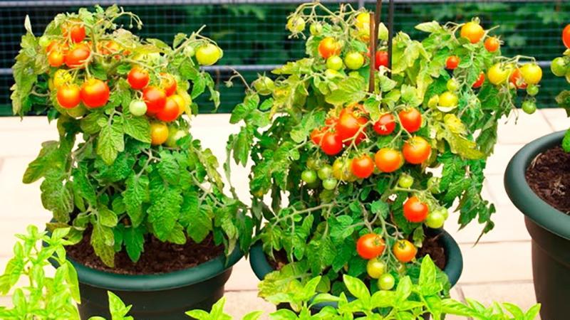 Récoltez sur la fenêtre toute l'année: nous cultivons des tomates Balcon miracle à la maison