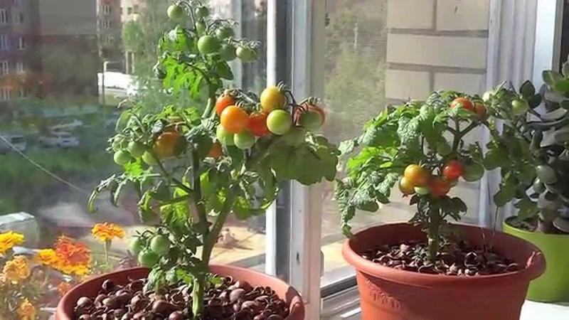 Récoltez sur la fenêtre toute l'année: nous cultivons des tomates Balcon miracle à la maison