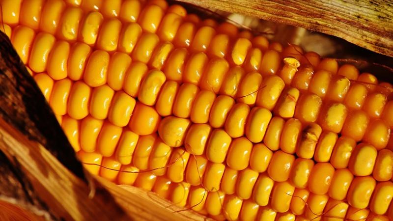 Variété de maïs Bonduelle délicieuse et sucrée: idéale pour la conservation et la consommation fraîche