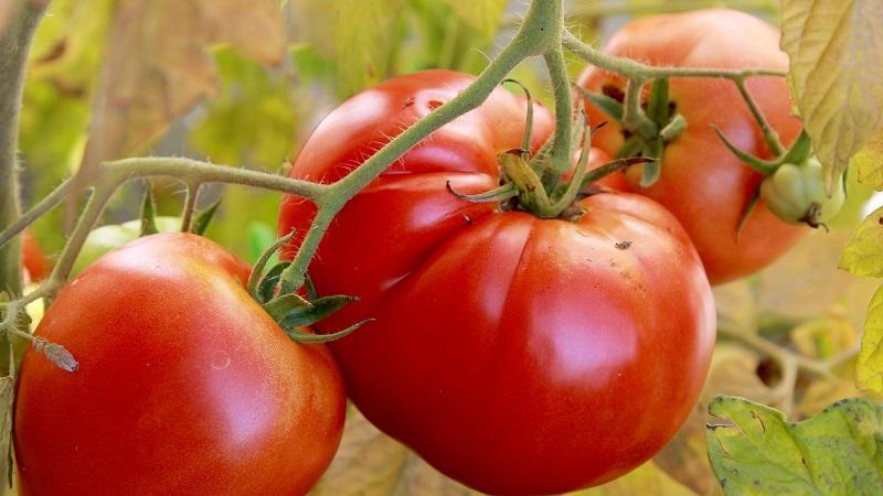 Une tomate précoce brillante avec de gros fruits - la tomate est le roi du marché et les secrets de sa culture par des jardiniers expérimentés