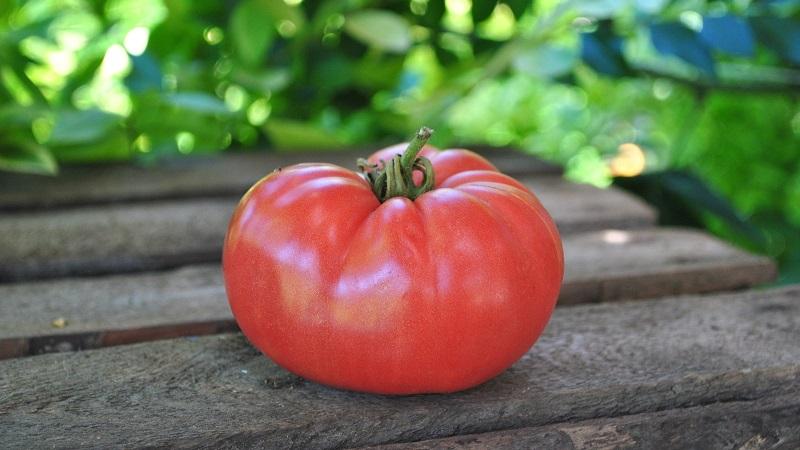 Une tomate précoce brillante avec de gros fruits - la tomate est le roi du marché et les secrets de sa culture par des jardiniers expérimentés