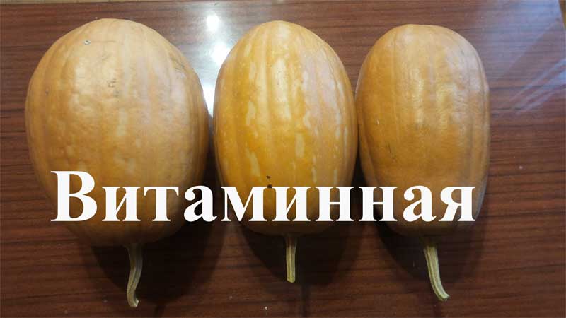 L'une des variétés les plus populaires de vitamine de citrouille: comment obtenir une riche récolte de légumes sains et savoureux