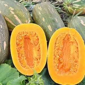 L'une des variétés les plus populaires de vitamine de citrouille: comment obtenir une riche récolte de légumes sains et savoureux