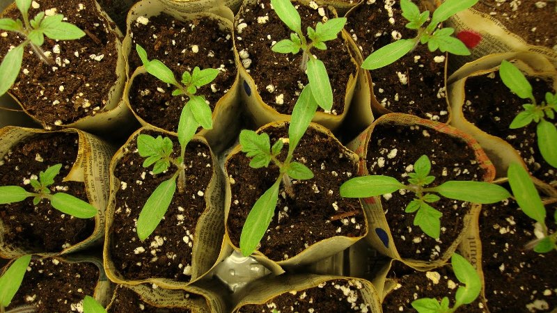 Remplissage blanc ultra-précoce de tomate: nous cultivons des plants à partir de graines, les transplantons dans une serre ou un sol et profitons de la récolte