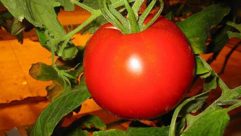 Remplissage blanc ultra-précoce de tomate: nous cultivons des plants à partir de graines, les transplantons dans une serre ou un sol et profitons de la récolte