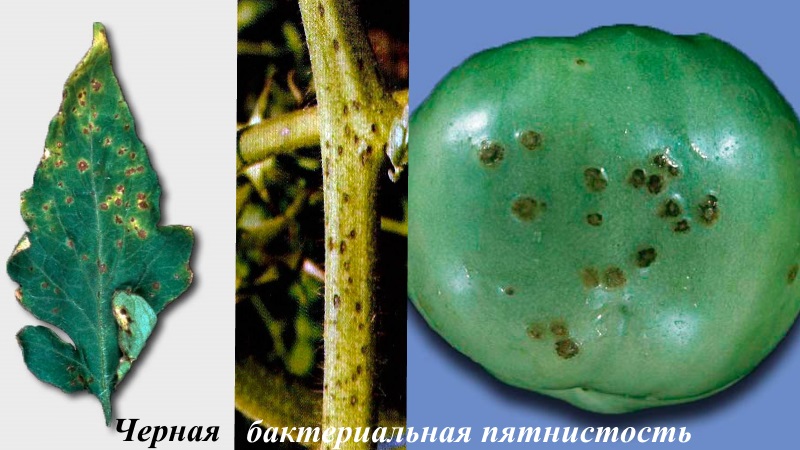 Nous combattons les maladies de la tomate facilement et efficacement: une sélection des meilleures recettes pour traiter les maladies