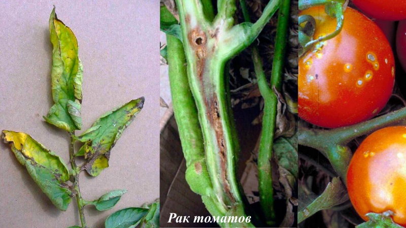 Nous combattons les maladies de la tomate facilement et efficacement: une sélection des meilleures recettes pour traiter les maladies
