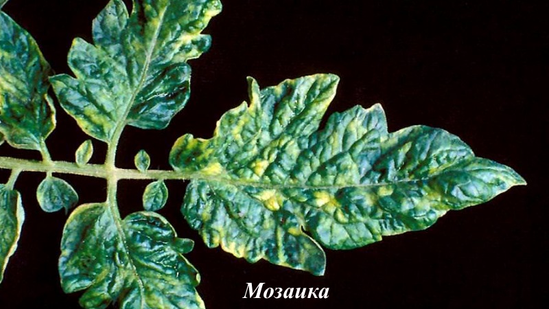 Nous combattons les maladies de la tomate facilement et efficacement: une sélection des meilleures recettes pour traiter les maladies