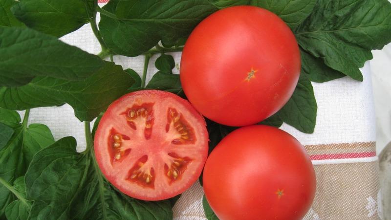 Tomate Anyuta à maturation précoce unique, qui donne la possibilité d'obtenir une double récolte