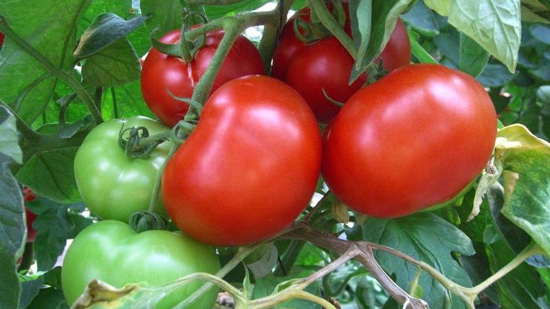 Tomate Anyuta à maturation précoce unique, qui donne la possibilité d'obtenir une double récolte