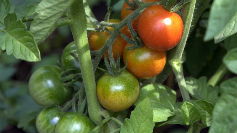 Tomate Anyuta à maturation précoce unique, qui donne la possibilité d'obtenir une double récolte