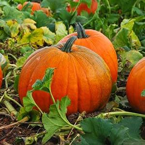 Variété à gros fruits avec un nom positif - Pumpkin Smile: les secrets de la technologie agricole pour obtenir une récolte abondante