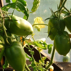 Tomates délicieuses, sucrées et juteuses Podsinskoe miracle - un cadeau des éleveurs amateurs de Minusinsk