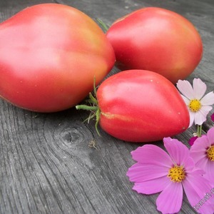 Tomates délicieuses, sucrées et juteuses Podsinskoe miracle - un cadeau des éleveurs amateurs de Minusinsk