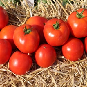 Arbustes solides et résistants pour terrain découvert - Tomate Tatyana: ce qui est bon et comment le cultiver correctement