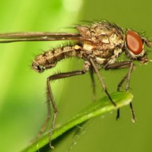 Un invité français sur votre site - Potiron Muscat de Provence: ce qui est bon et comment le cultiver correctement