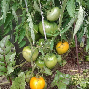 Tomates durables à haut rendement pour serre et moulu - Golden Domes Tomato