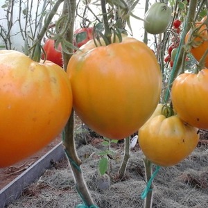 Tomates durables à haut rendement pour serre et moulu - Golden Domes Tomato