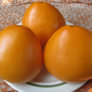 Tomates durables à haut rendement pour serre et moulu - Golden Domes Tomato