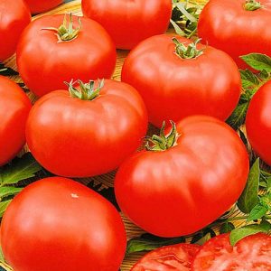 Une variété de tomates sans prétention mais très savoureuse Miracle du marché avec une récolte riche - un favori des jardiniers expérimentés