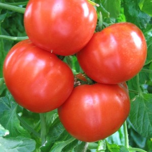 Tomate simple et sans tracas Khlynovsky: caractéristiques et description de la variété
