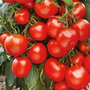 Tomate simple et sans tracas Khlynovsky: caractéristiques et description de la variété