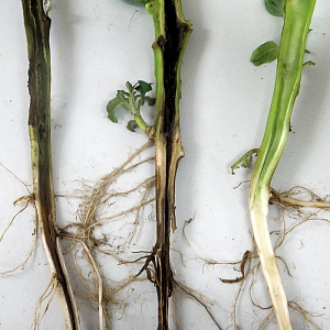 Un favori reconnu parmi les jardiniers - joues rose tomate