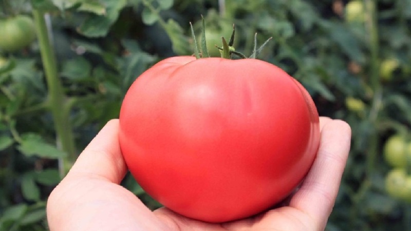 Un favori reconnu parmi les jardiniers - joues rose tomate